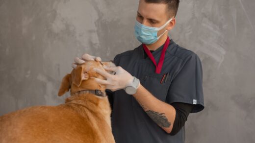 new vet rule England